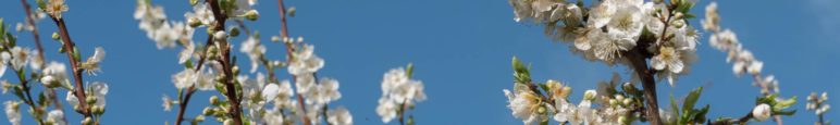 Spring at Cascais, Lisbon, Portugal